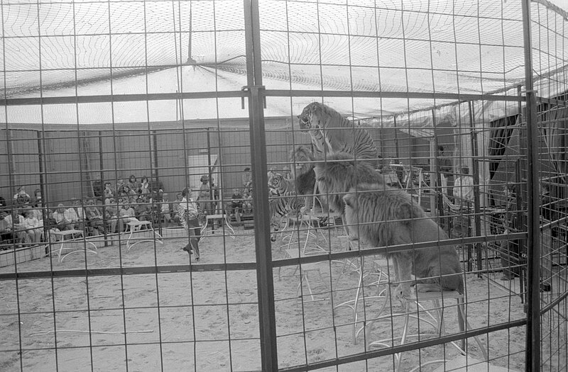 zwart wit foto met roofdieren als onderdeel van Abstract Circus in Almere
